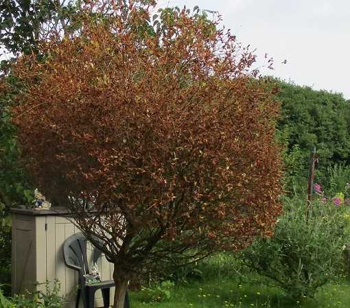 La mort d'un arbre
