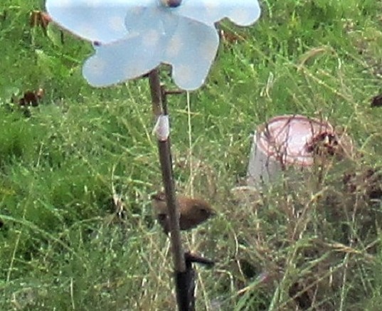 Du côté des oiseaux 