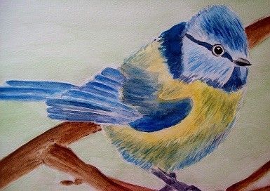 Où sont les oiseaux